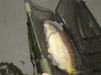 Martin King - Carp