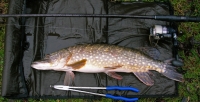 6lb-pike-the-elms-pike-match
