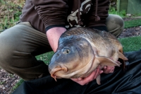 common carp 25 lb -b