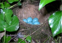 Song Thrush Nest with Eggs