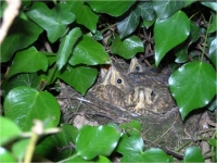 Song Thrush Chicks